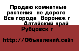 Продаю комнатные растения  не дорого - Все города, Воронеж г.  »    . Алтайский край,Рубцовск г.